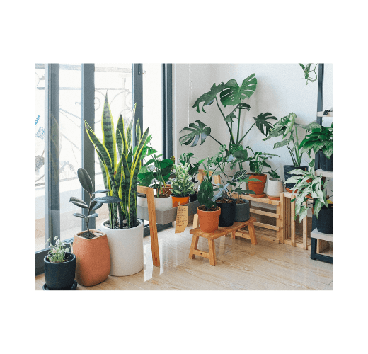 Encuentra en Mahahome las mejores plantas artificiales para decorar tu hogar