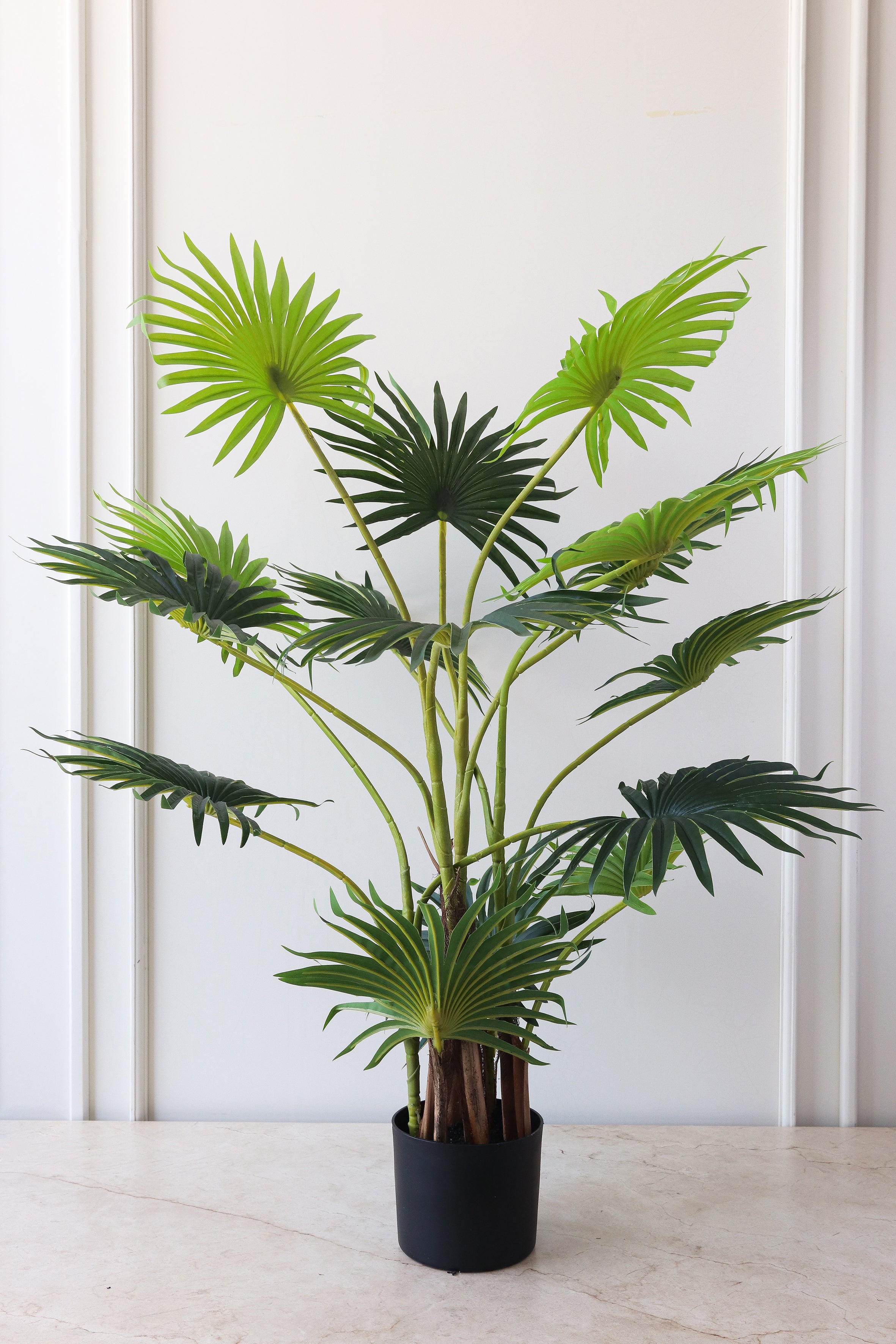 Plantas y ramas