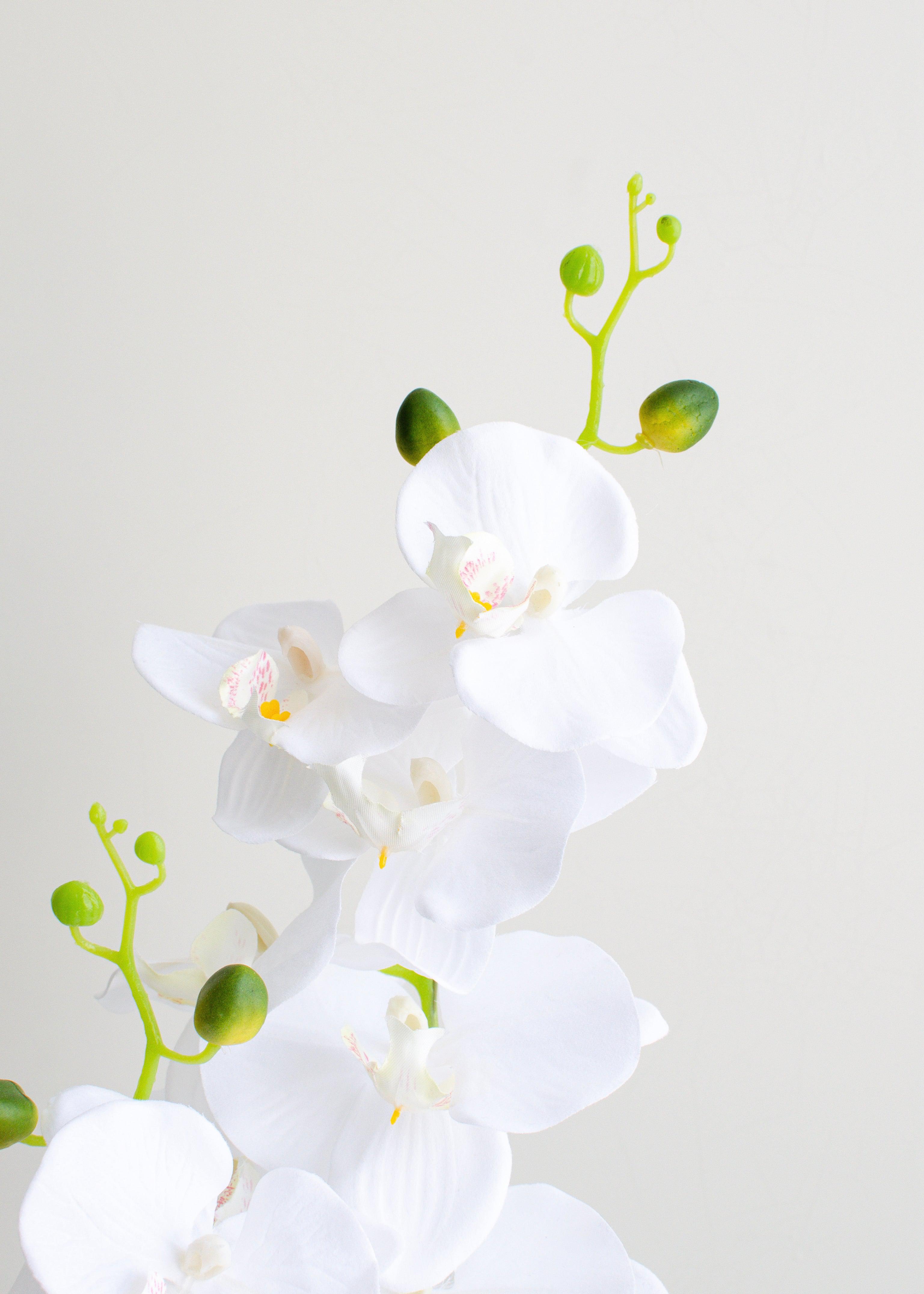 Flor orquídea blanca con maceta-Sala-MAHA