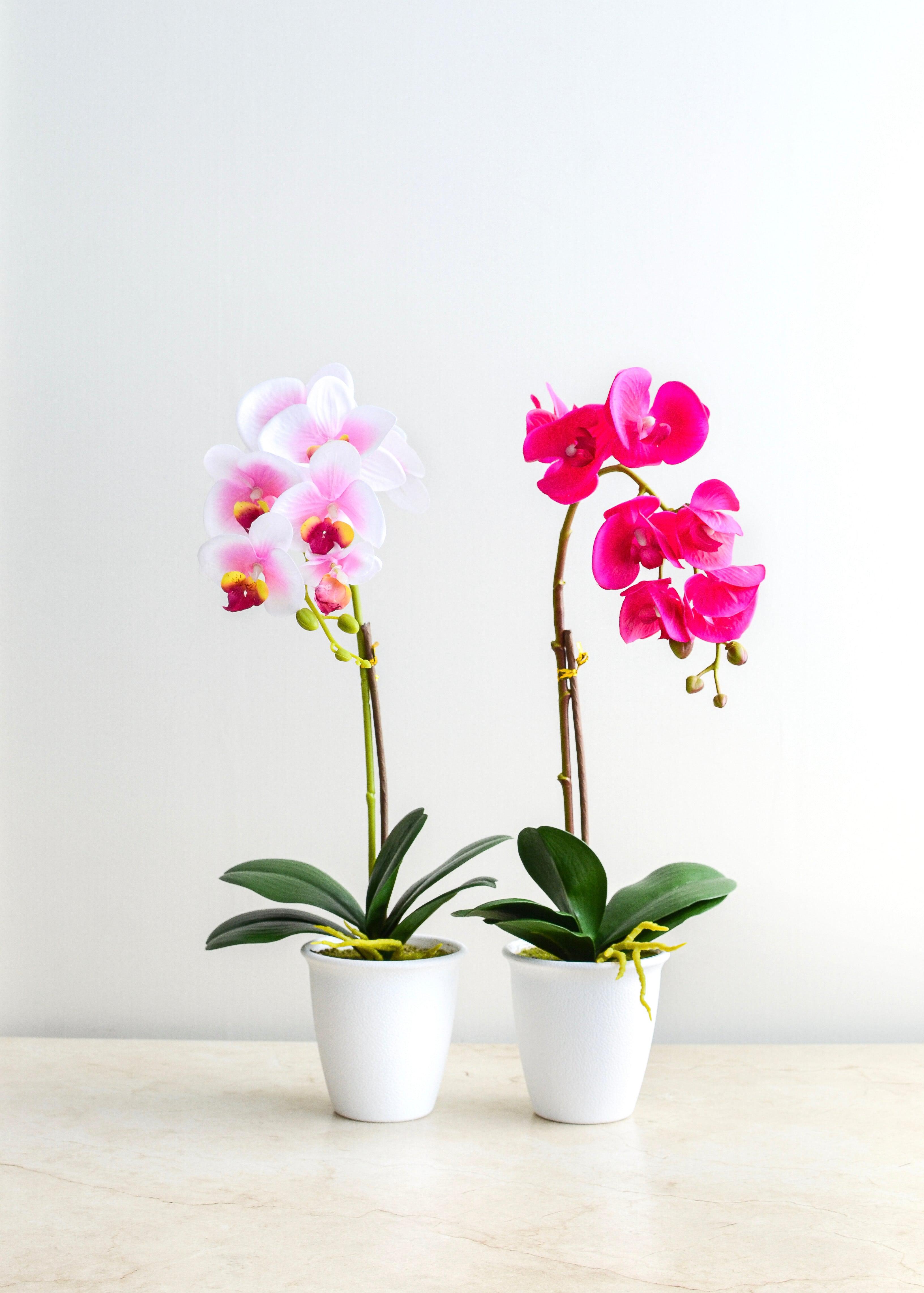 Orquídea - Bulbophyllum - Blanca/Rosa-Sala-MAHA