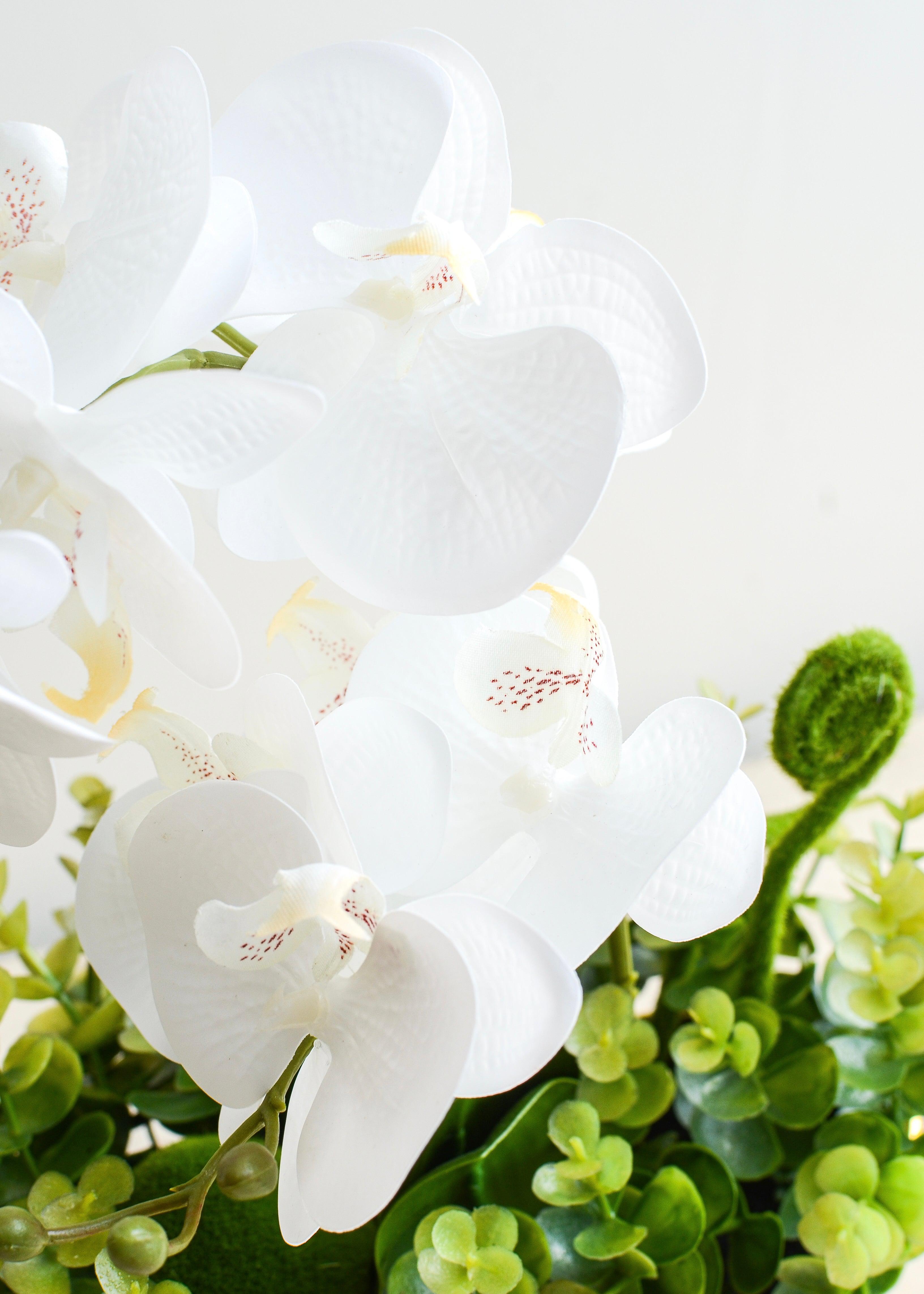 Orquidea blanca con maceta-Sala-MAHA
